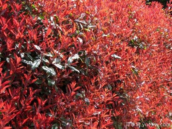 紅葉石楠***好的品種是紅羅賓還是紅唇嗎？(圖1)