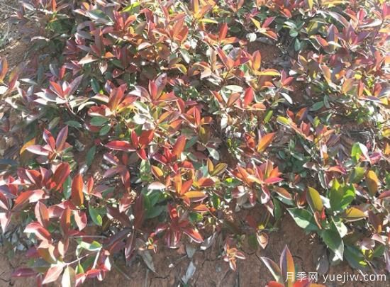 紅葉石楠小苗和紅葉石楠樹如何選擇？(圖1)
