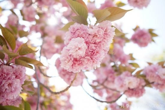 中國本土40個花卉品種介紹，我國是世界花園之母(圖18)