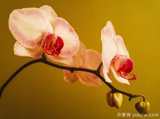 中國本土40個花卉品種介紹，我國是世界花園之母(圖20)