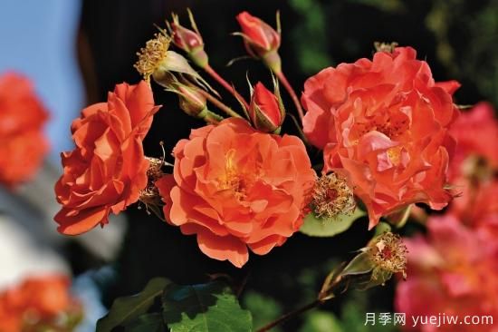 中國本土40個花卉品種介紹，我國是世界花園之母(圖23)