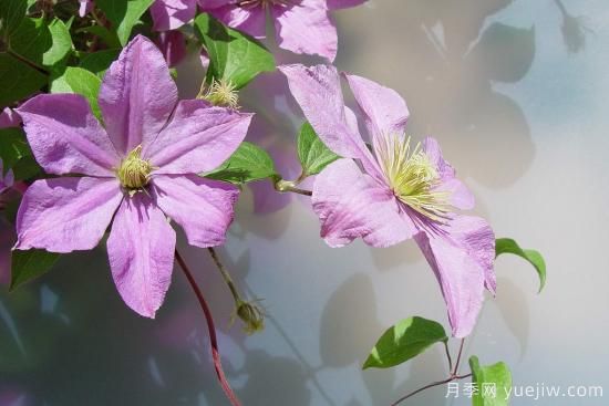 中國本土40個花卉品種介紹，我國是世界花園之母(圖22)