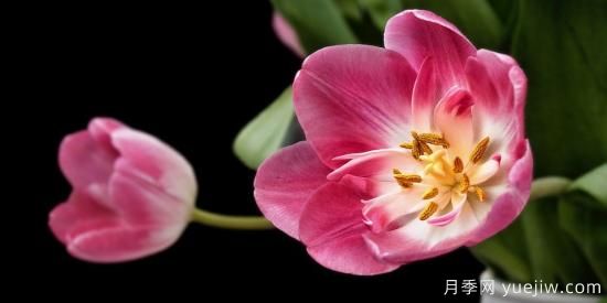 中國本土40個花卉品種介紹，我國是世界花園之母(圖24)