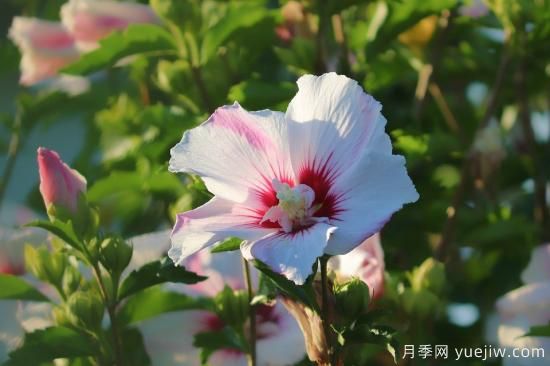 中國本土40個花卉品種介紹，我國是世界花園之母(圖25)