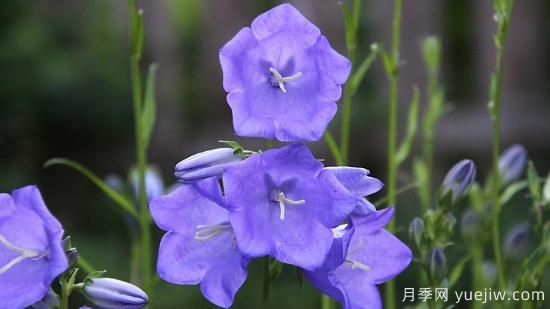 中國本土40個花卉品種介紹，我國是世界花園之母(圖27)