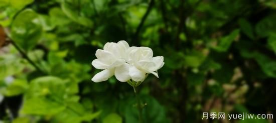 中國本土40個花卉品種介紹，我國是世界花園之母(圖28)