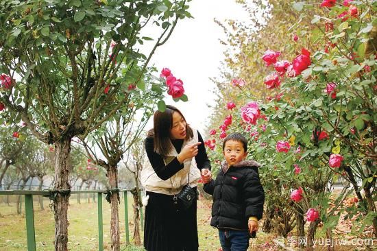 美麗的南陽十一月，月季繽紛季季春(圖3)