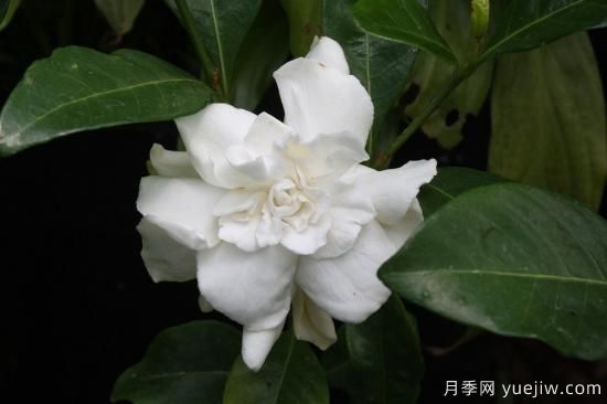 中國本土40個花卉品種介紹，我國是世界花園之母(圖29)