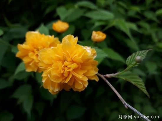 中國本土40個花卉品種介紹，我國是世界花園之母(圖31)