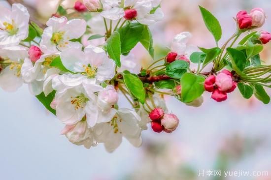 中國本土40個花卉品種介紹，我國是世界花園之母(圖32)