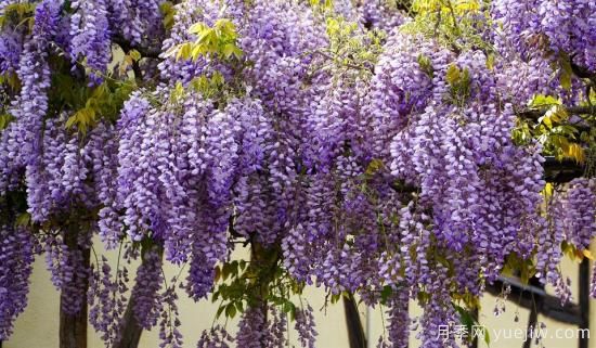 中國本土40個花卉品種介紹，我國是世界花園之母(圖34)