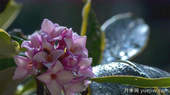 中國本土40個花卉品種介紹，我國是世界花園之母(圖35)