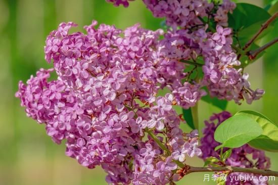 中國本土40個花卉品種介紹，我國是世界花園之母(圖40)