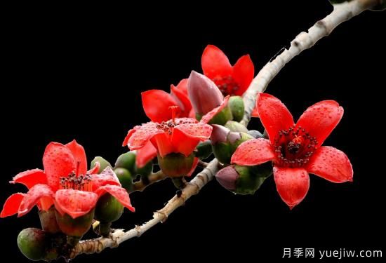 中國本土40個花卉品種介紹，我國是世界花園之母(圖37)