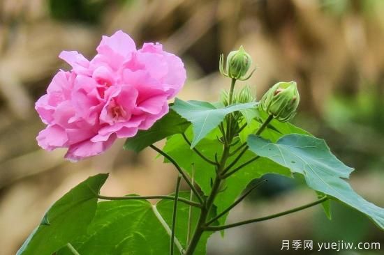 中國本土40個花卉品種介紹，我國是世界花園之母(圖38)