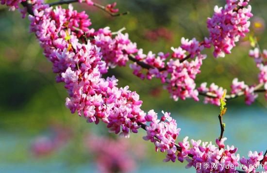 中國本土40個花卉品種介紹，我國是世界花園之母(圖39)