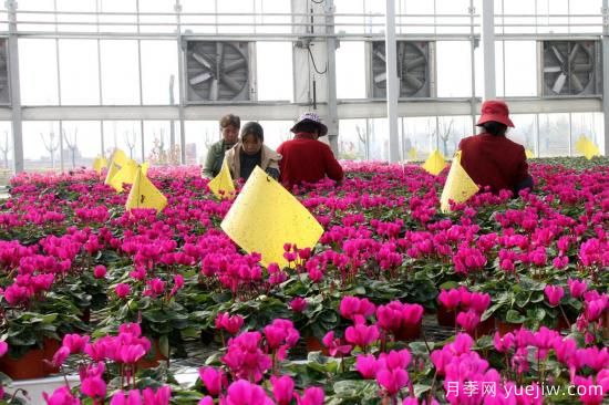 揚(yáng)州高郵：每天發(fā)貨30萬(wàn)株，花工廠綻放鄉(xiāng)村振興致富花(圖1)