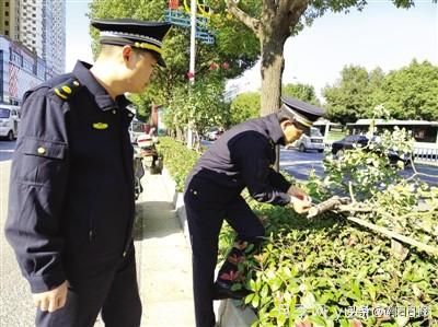 南陽中州路綠化帶樹狀月季遭腰斬 是誰辣手摧花？(圖1)