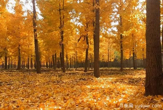 無花勝有花，這7種秋色葉樹種簡(jiǎn)直美炸天(圖2)