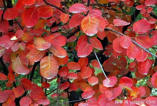 無花勝有花，這7種秋色葉樹種簡(jiǎn)直美炸天(圖3)