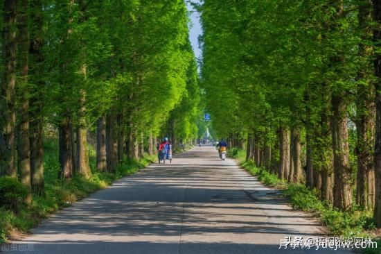 12種常見的行道樹樹種，你家鄉(xiāng)的行道樹是什么(圖1)