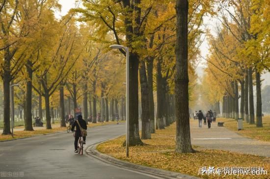 12種常見的行道樹樹種，你家鄉(xiāng)的行道樹是什么(圖2)