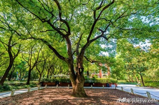 12種常見的行道樹樹種，你家鄉(xiāng)的行道樹是什么(圖3)