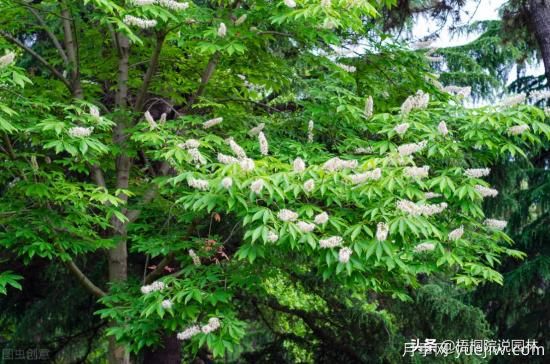 12種常見的行道樹樹種，你家鄉(xiāng)的行道樹是什么(圖9)
