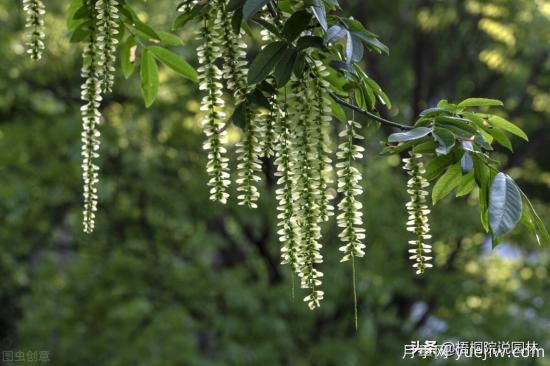 12種常見的行道樹樹種，你家鄉(xiāng)的行道樹是什么(圖10)