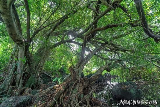 12種常見的行道樹樹種，你家鄉(xiāng)的行道樹是什么(圖11)