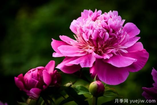 中國本土40個花卉品種介紹，我國是世界花園之母(圖2)