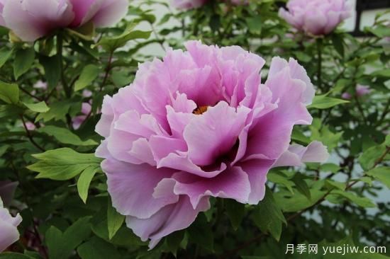 中國本土40個花卉品種介紹，我國是世界花園之母(圖1)