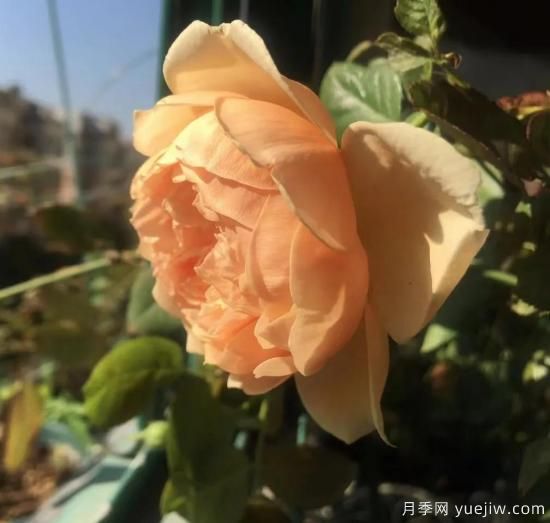 廣東陽臺黨必入5種月季，耐熱又好養(yǎng)(圖1)