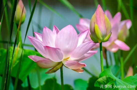 中國本土40個花卉品種介紹，我國是世界花園之母(圖3)