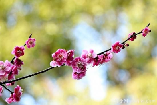 中國本土40個花卉品種介紹，我國是世界花園之母(圖4)