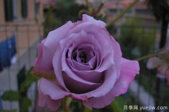 熱門10種月季，開成花海開成瀑布開花不斷(圖2)