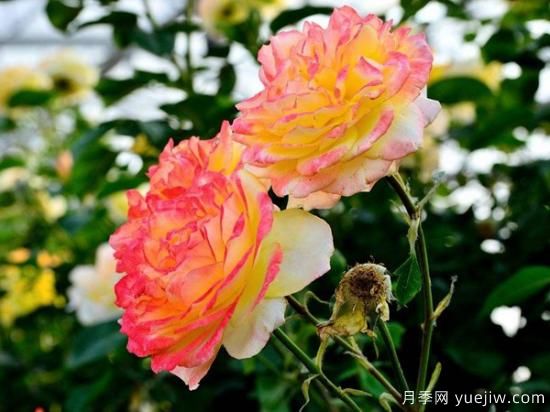 熱門10種月季，開成花海開成瀑布開花不斷(圖3)