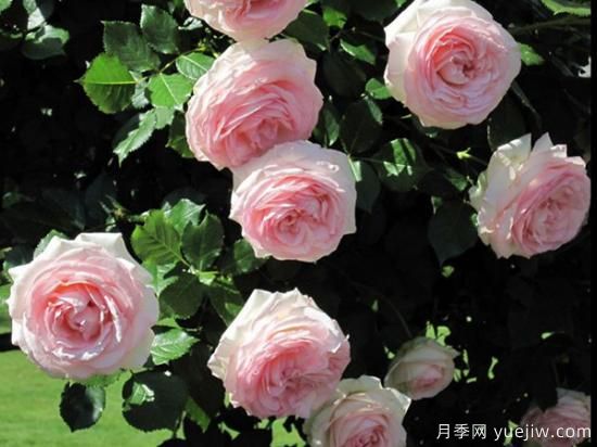 熱門10種月季，開成花海開成瀑布開花不斷(圖4)