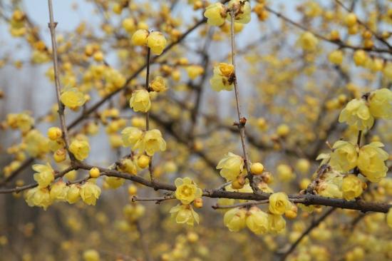 中國本土40個花卉品種介紹，我國是世界花園之母(圖6)