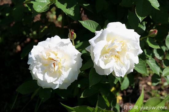 熱門10種月季，開成花海開成瀑布開花不斷(圖6)