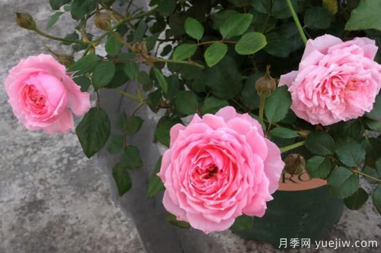 熱門10種月季，開成花海開成瀑布開花不斷(圖7)