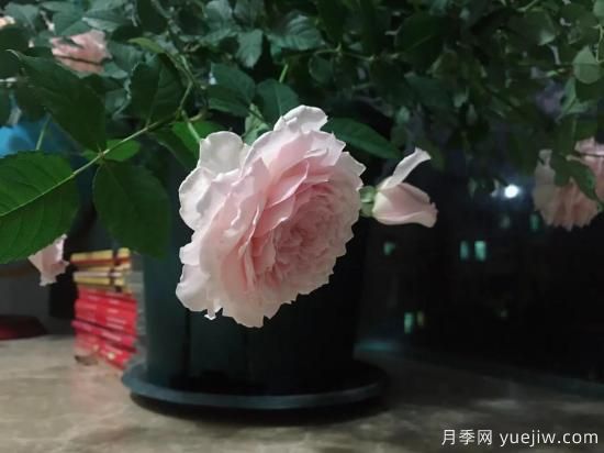 廣東陽臺黨必入5種月季，耐熱又好養(yǎng)(圖2)