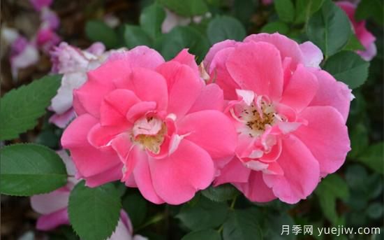 熱門10種月季，開成花海開成瀑布開花不斷(圖9)