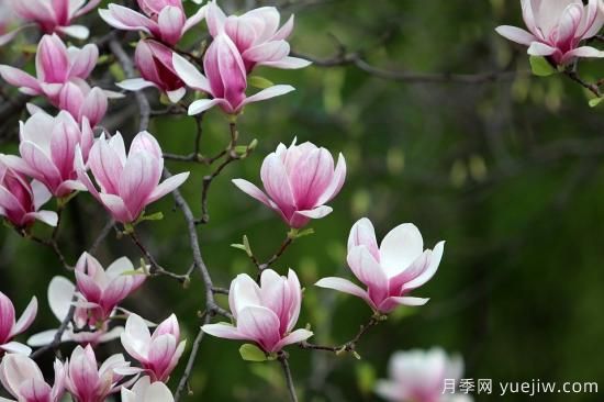 中國本土40個花卉品種介紹，我國是世界花園之母(圖9)