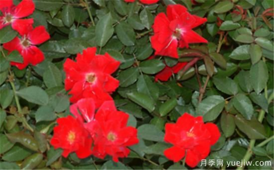 熱門10種月季，開成花海開成瀑布開花不斷(圖10)