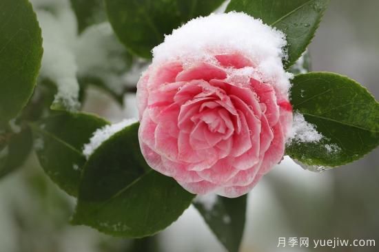 中國本土40個花卉品種介紹，我國是世界花園之母(圖10)