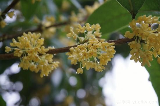 中國本土40個花卉品種介紹，我國是世界花園之母(圖11)