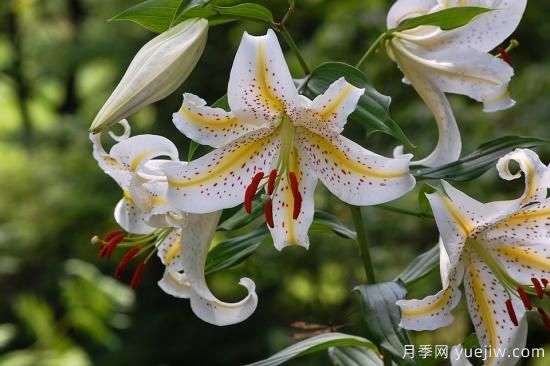 中國本土40個花卉品種介紹，我國是世界花園之母(圖12)