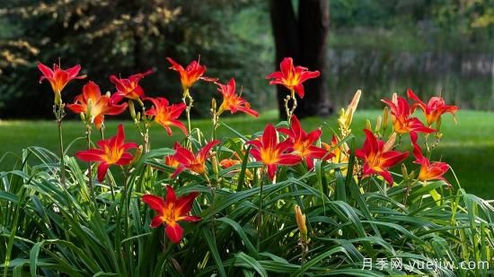 中國本土40個花卉品種介紹，我國是世界花園之母(圖13)