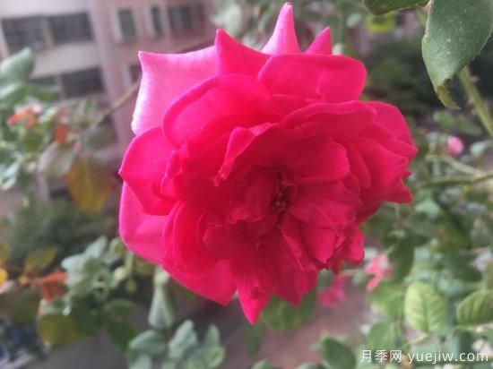 廣東陽臺黨必入5種月季，耐熱又好養(yǎng)(圖5)